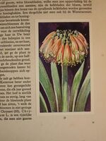 Kamerplanten
 Additional Image