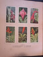 Kamerplanten
 Additional Image