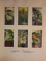 Kamerplanten
 Additional Image