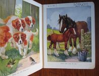 Favourite Animals
 Additional Image