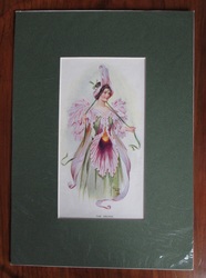 Flower Fairies - The Orchid - vintage print

